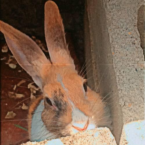 Hezzy cuty rabbit and pets store